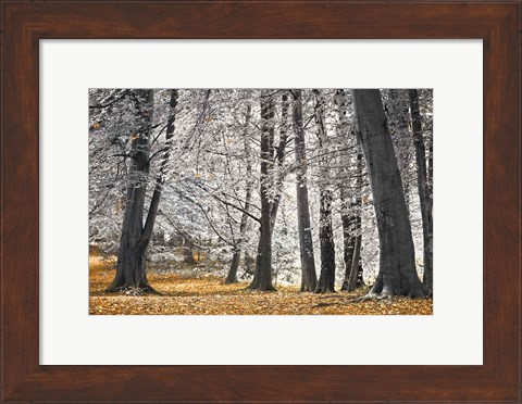 Framed Autumn Trees And Leaves Print