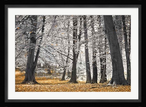 Framed Autumn Trees And Leaves Print