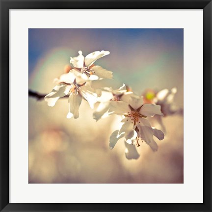 Framed Soft Bloom I Print