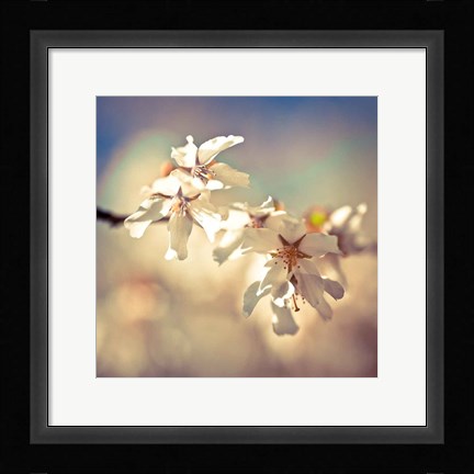 Framed Soft Bloom I Print