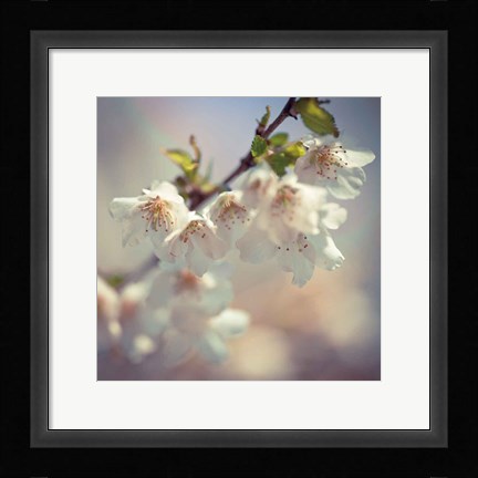 Framed Soft bloom II Print
