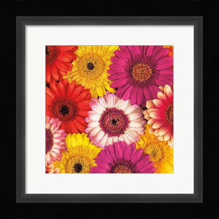 Framed Splash of Color I Print