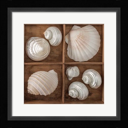 Framed Seashells Tresasures III Print