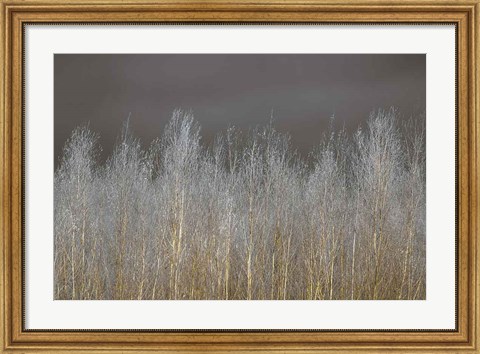 Framed Silver Forest Print