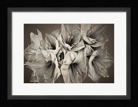 Framed Grand Floral Print