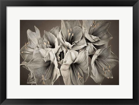 Framed Grand Floral Print