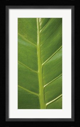 Framed Verdant Trio III Print