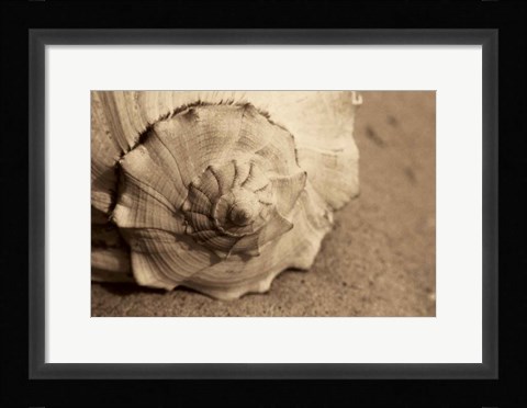 Framed Conch Print