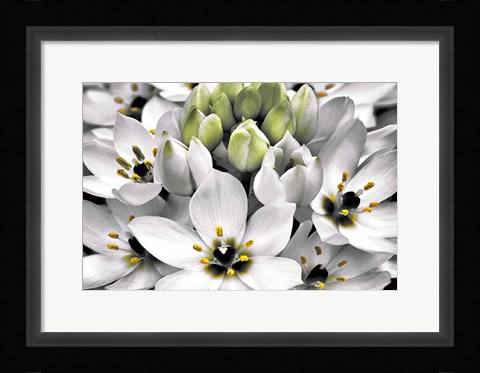 Framed Blooming Stars Print