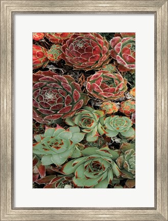 Framed Succulent Collection I Print