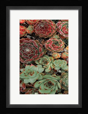 Framed Succulent Collection I Print