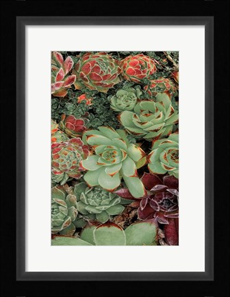 Framed Succulent Collection II Print