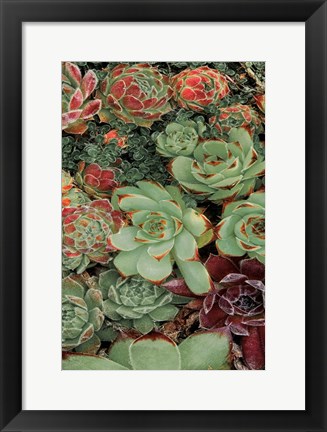 Framed Succulent Collection II Print