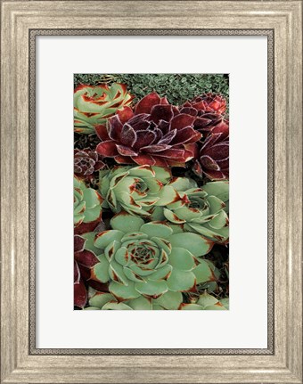 Framed Succulent Collection III Print