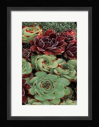 Framed Succulent Collection III Print
