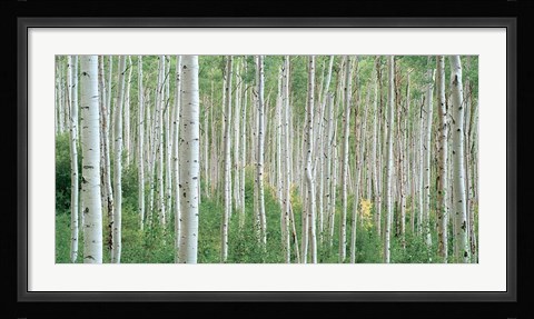 Framed Early Autumn Aspens Print