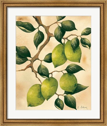 Framed Italian Harvest - Limes Print