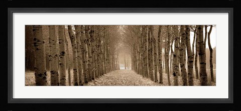 Framed Shimmering Forest Print