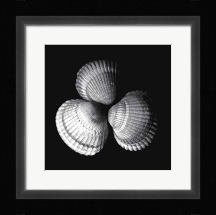 Framed Shell Collection I Print