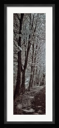 Framed Walk To Remember I Print