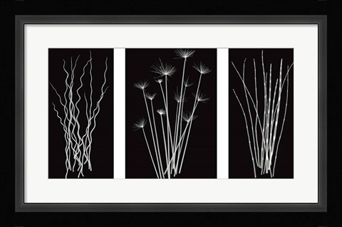 Framed Three Rushes Print