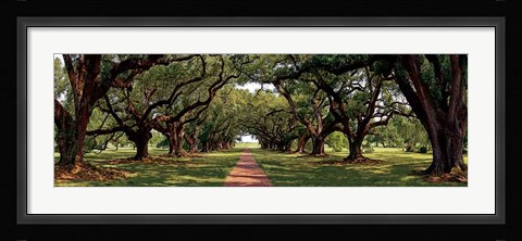 Framed Enchanted Oaks Print