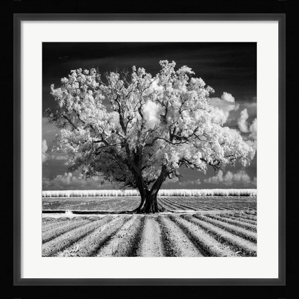 Framed Daydream Print