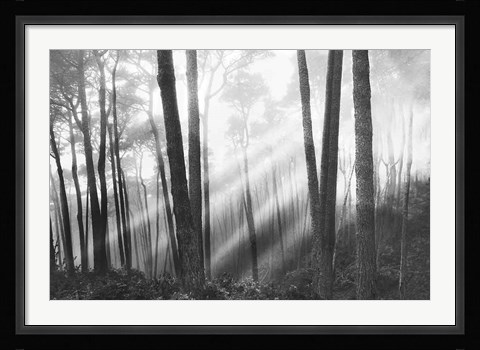 Framed Mystical Forest &amp; Sunbeams Print