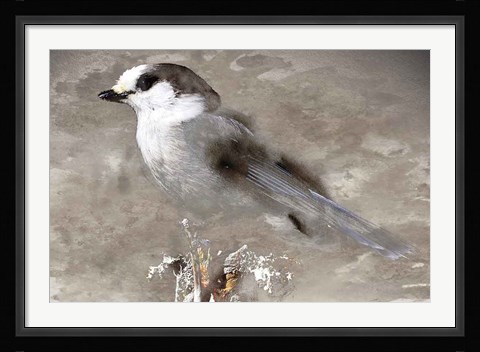 Framed Grey Jay I Print