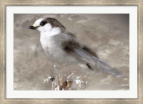 Framed Grey Jay I Print