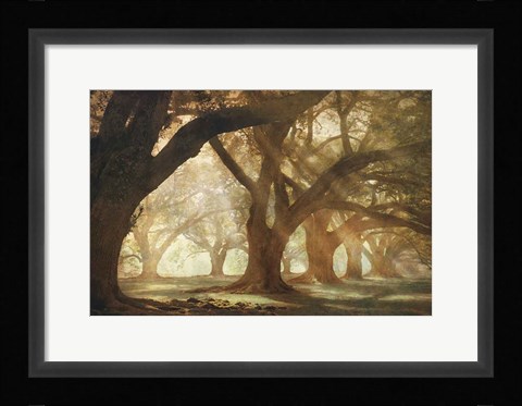 Framed Oak Alley Morning Light Print