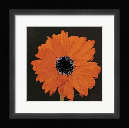 Framed Midnight Gerbera I Print