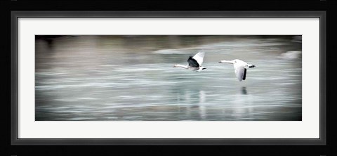 Framed Coasting Print