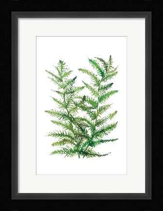 Framed Wild Greens II Print