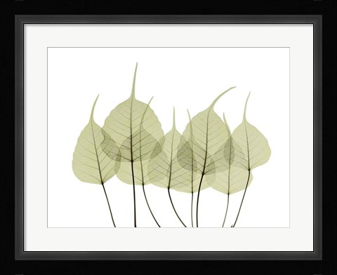 Framed Woodlands I Print