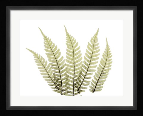 Framed Woodlands II Print