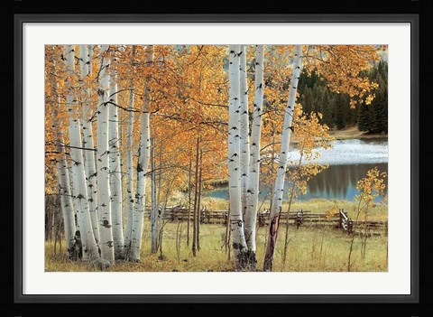 Framed Birch Beauty Print