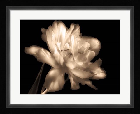Framed Double Dappled II Print