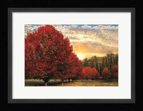 Framed Crimson Trees Print