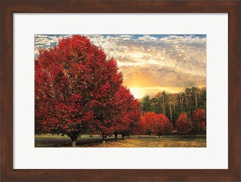 Framed Crimson Trees Print
