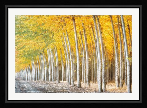 Framed Gold Alley Print