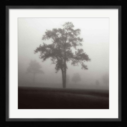 Framed Fog Tree Study I Print