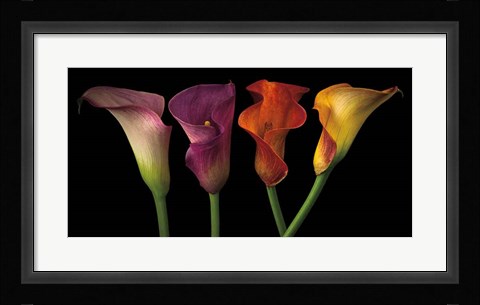 Framed Jewel Calla Lilies Print