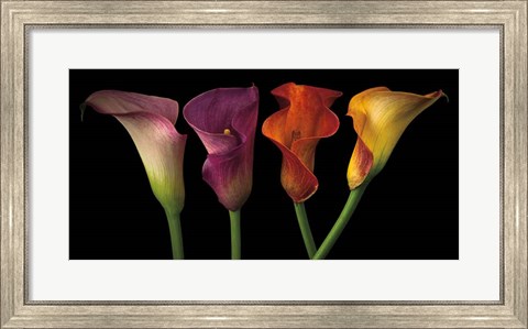 Framed Jewel Calla Lilies Print