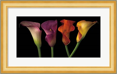 Framed Jewel Calla Lilies Print
