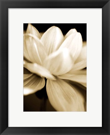 Framed Radiance II Print