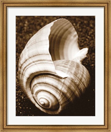 Framed Sea Gallery IV Print
