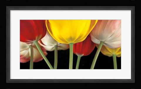 Framed Sunshine Tulips Print