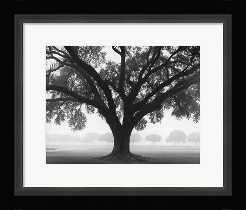Framed Silhouette Oak Print