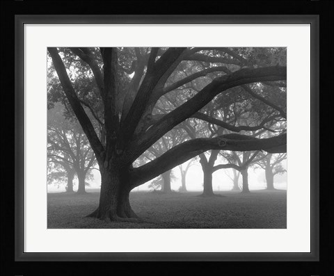 Framed Oak Grove in Fog (black &amp; white) Print